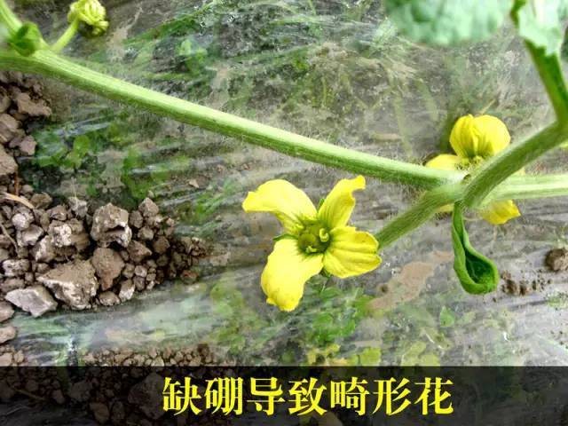 高清图片详解西瓜缺硼症状!及时补硼减少损失