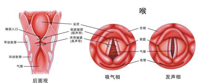 声带小结不治疗会有什么危害?