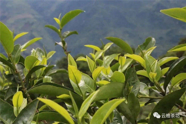 秋香谷花
