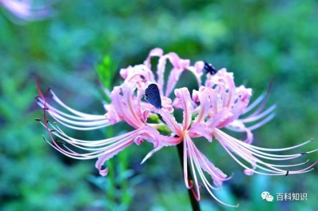 彼岸花:花开千年,花叶永不见