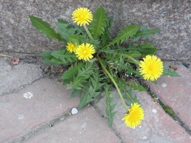 秋天的蒲公英,胜似"冬虫夏草",根和叶功效不同,用对才重要!