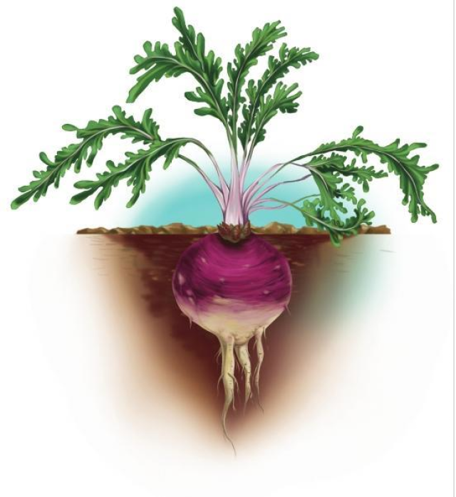 玛咖神奇的功效是否只是传说