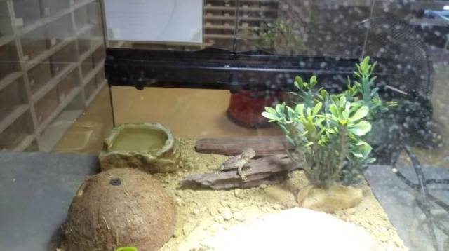 法国人的爬虫店,这简直是小动物园好么!(下篇·