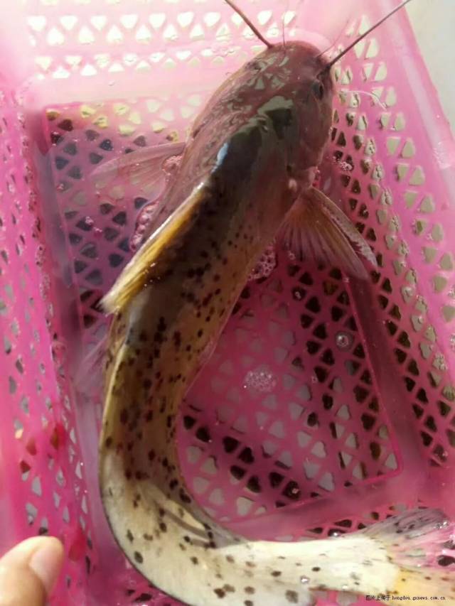 红水河的野生鱼类越来越多,你认得出这些野生鱼吗?