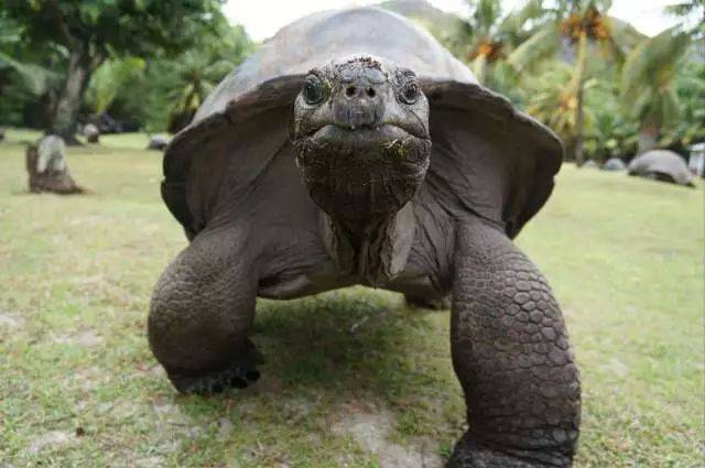 塞舌尔的三大国宝,第一个我就笑了