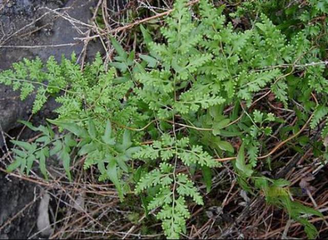 很多人都见过,这种植物有很好的要用功效对于治疗一些常见药效不错