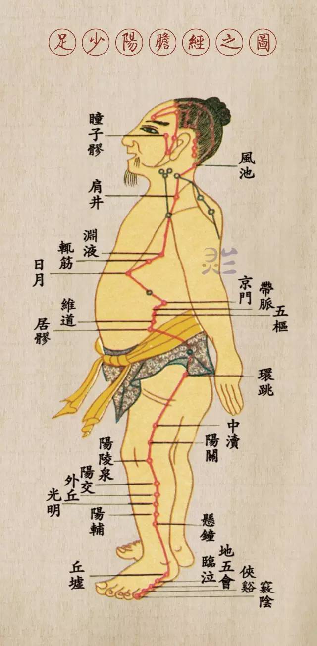 胆经经络图及走向,胆动画走向图,小肠络图及走向(第3页)_大山谷图库
