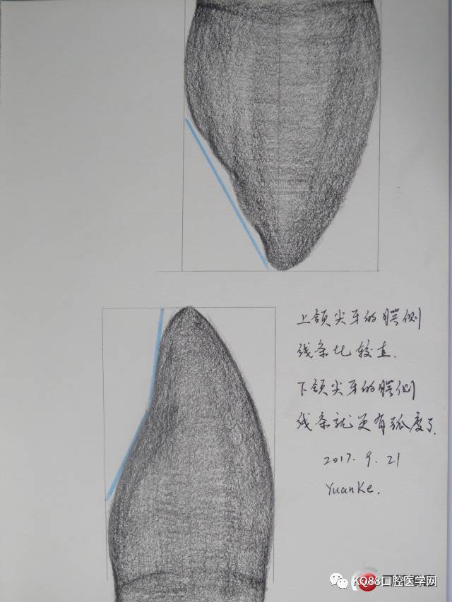 下颌尖牙素描图图片