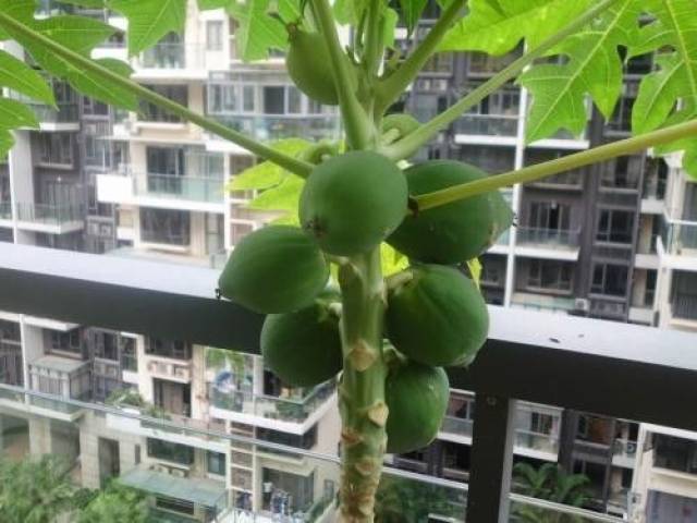 阳台盆栽木瓜的方法