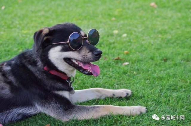 市民反映:我有一只黑色四眼狗,前天晚上在黄田东联村