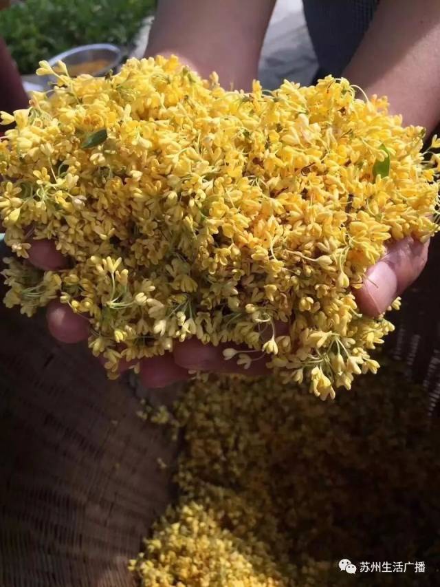 苏州市花开了~原来,它与苏州有这么多千丝万缕......_搜狐网