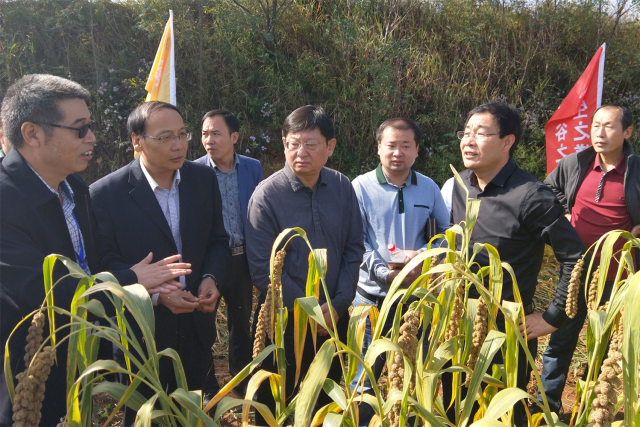 首届陵川小米节成功举办,陵川小米开启电商之旅