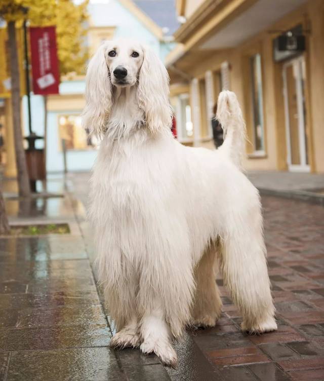 阿富汗猎犬afghanhound来自中东小王子的温暖问候丨主流狗