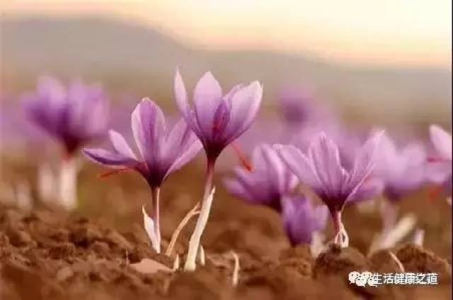 在迪拜买藏红花要注意什么呢?