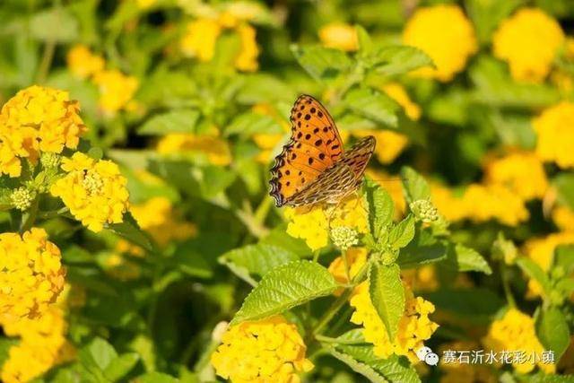 赛石沂水花彩小镇门票图片