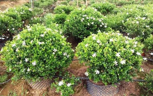 栀香富润——能开200天的栀子花,新品终于亮相了!