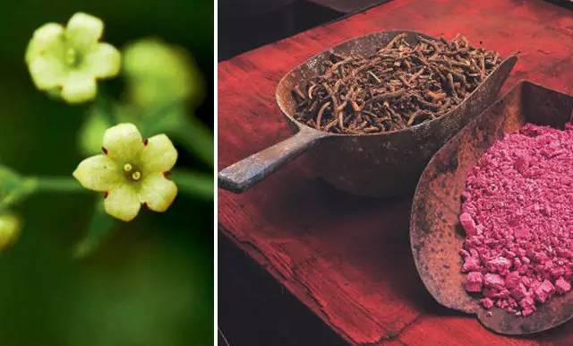 虽然花朵是白色的,但 茜草在商周时期就被用来当做染料使用.