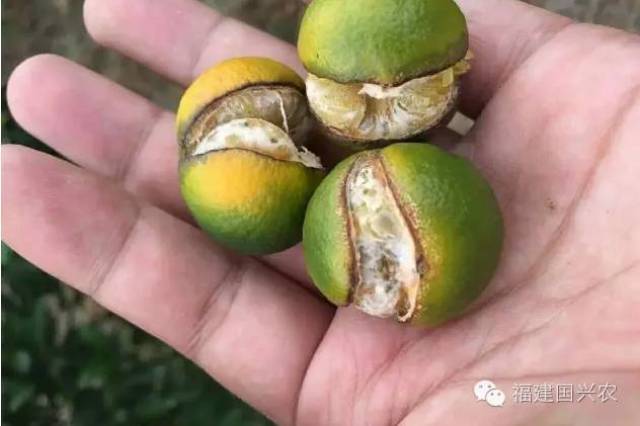 10月柑橘管理:落果裂果,转色梢转绿