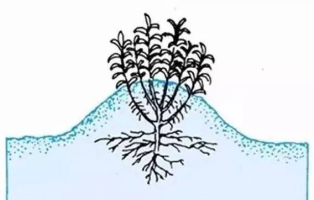 堆土压条法适合于 根茎部分蘖性强的或呈丛生状的植物,比如珍珠梅