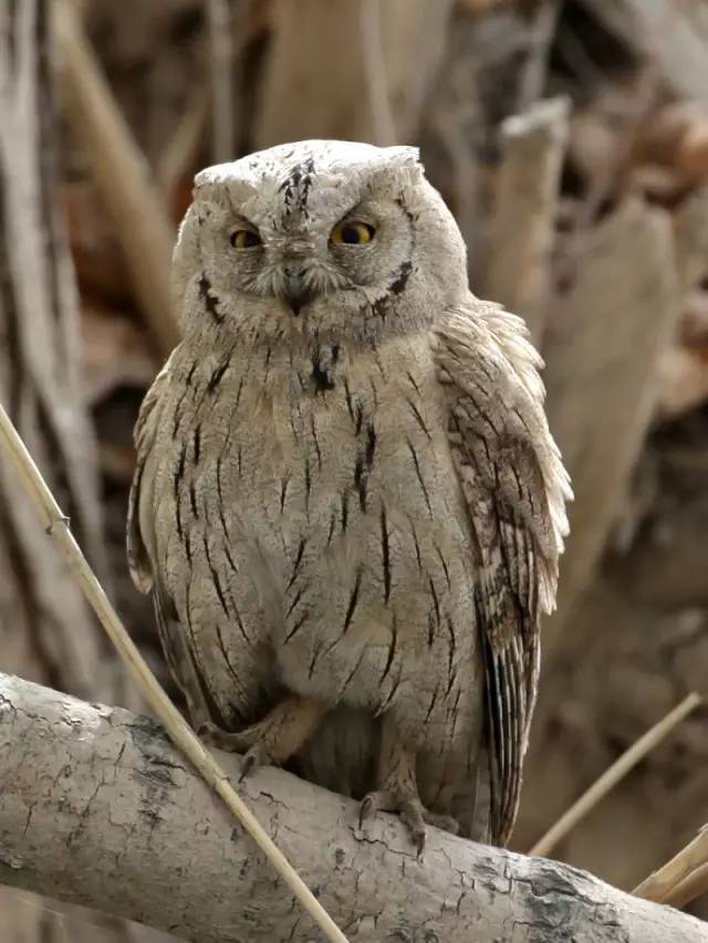 纵纹角鸮似灰色型西方角鸮,顶冠和后颈无白色点斑,下体纵纹也较重.