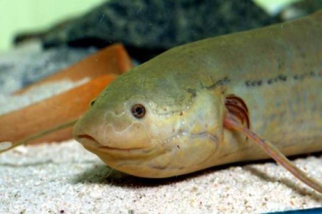 白夜追凶 潘粤明水缸里的肺鱼究竟是什么品类呢