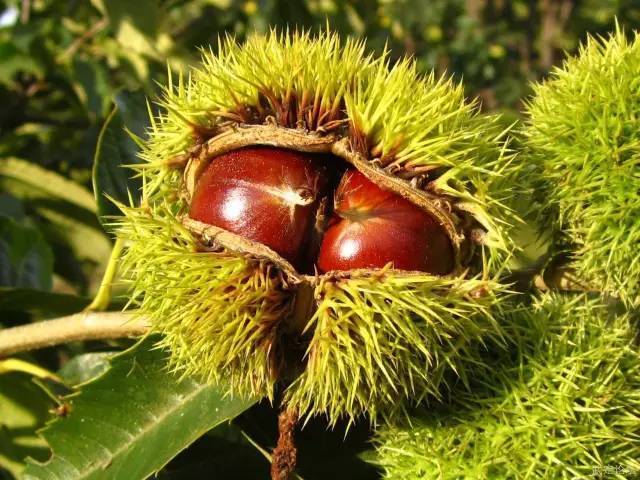 留坝县第一届土特产品展销会等你来参加