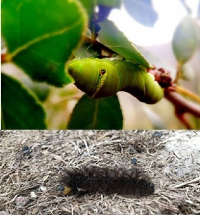 还有毛毛虫和大青虫.原来大青虫还有眼睛的样子也是很萌啊!