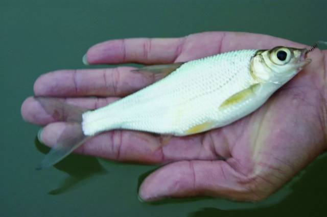 飞钓溪流之中的大眼精灵——大眼华鳊