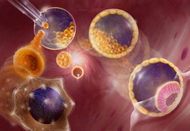 胚胎干细胞的生物学特性