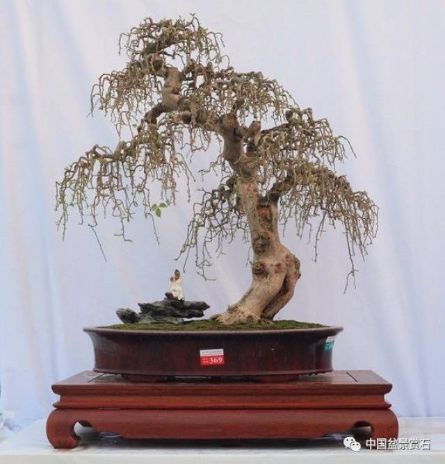 广东千盆盆景展金奖抢先看