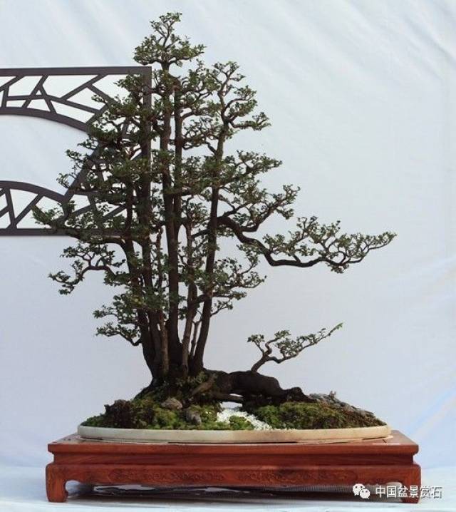 广东千盆盆景展金奖抢先看