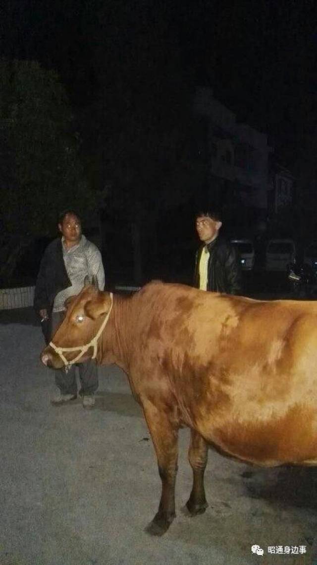 鲁甸两偷牛贼得手返途路上被夜巡民警逮个正着