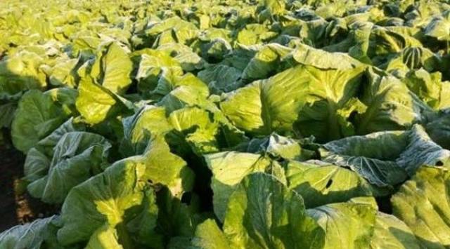 迎国庆贺中秋 | 58元2人从化莲麻小镇(吕田美食)1天游 纯玩自由行体验