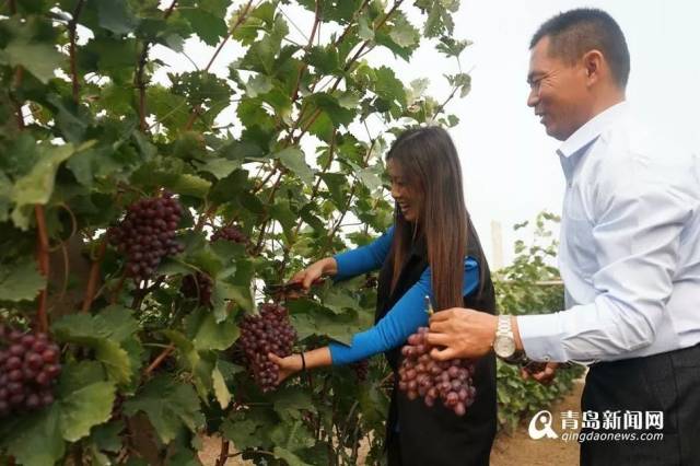 最新消息!莱西市第三届环湖葡萄节即将开幕!不