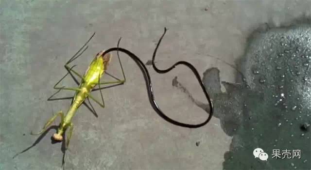 八百里加急!爬山的时候注意铁线虫!