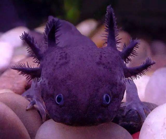 【ladybug科普小知识】小小两栖动物——蝾螈