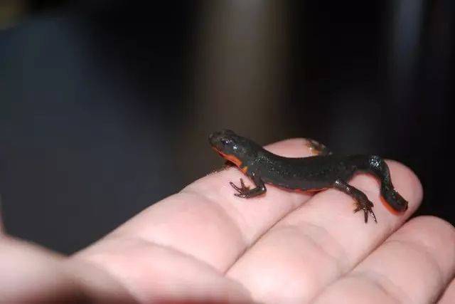 【ladybug科普小知识】小小两栖动物——蝾螈