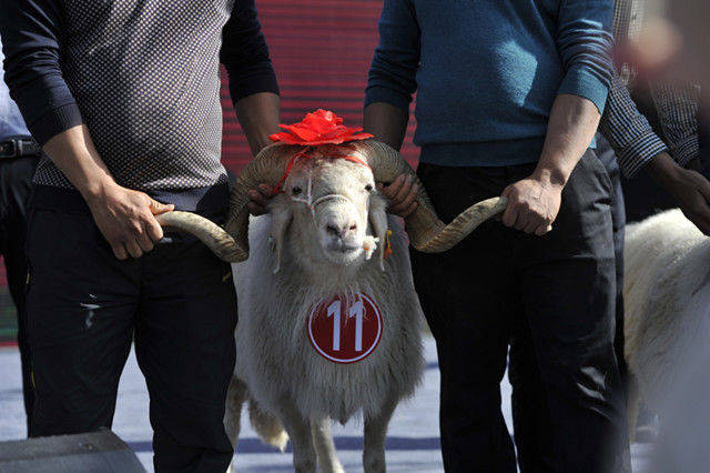 早晨八点钟, 8个乡镇,3家企业送选的一共33只种公羊,种母羊和一只二毛