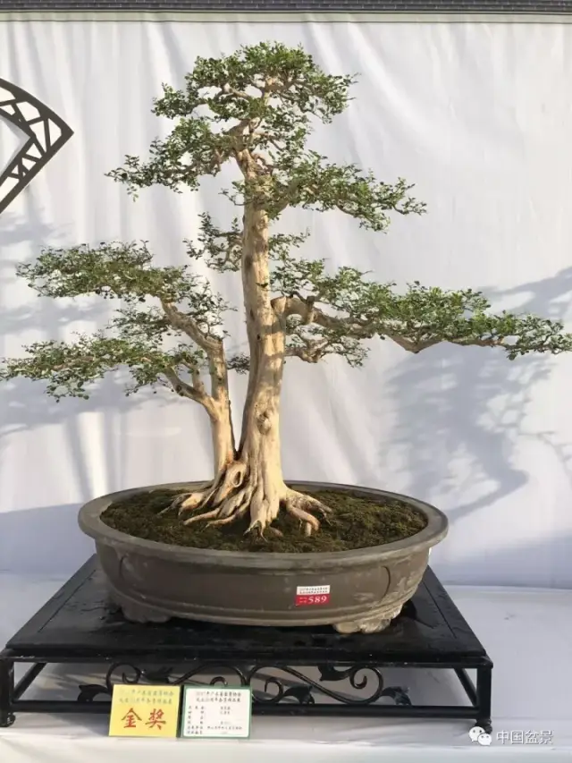 国内又一高水平的盆景精品展在中山古镇盛典开幕