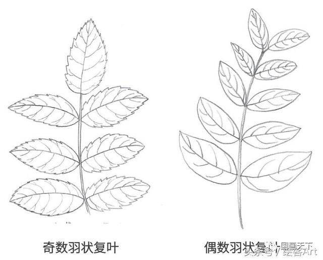 如何描述叶的形态,描述叶的形态术语,描述_大山谷图库