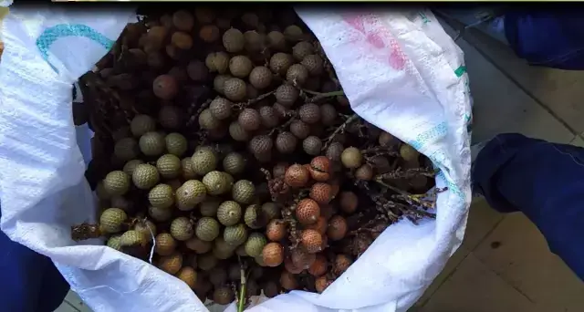 清 洗 ▼ 刚采摘的黄藤籽,皮壳的外面可能包裹着脏污,甚至皮壳部分