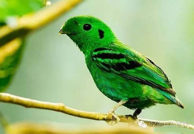 【rlyl物种说】今日-绿阔嘴鸟(green broadbill)
