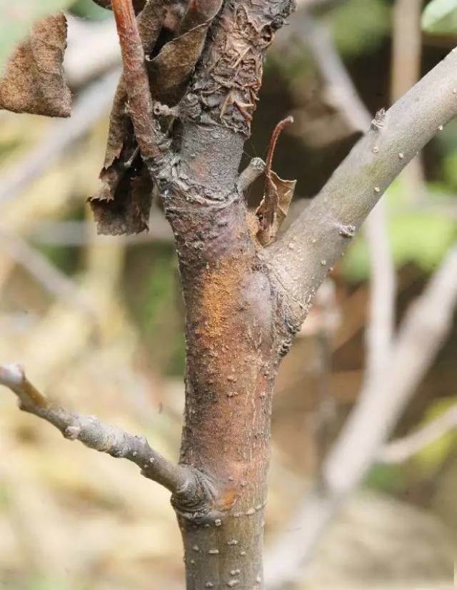 吐血整理!苹果树27种病虫图谱防治大梳理