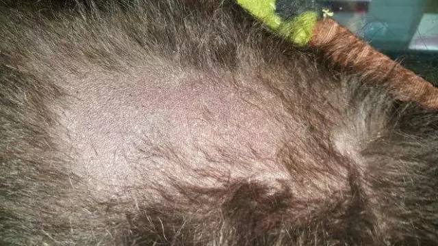 网友家边牧聪明到会给自己美容!你以为省了美容费?没那么简单