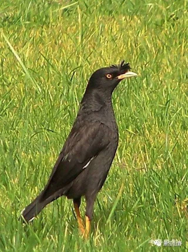 【西湖物种周历】八哥