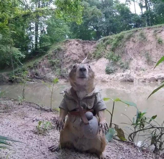 两只非常可爱的土拨鼠,被当做宠物后,走向巅峰