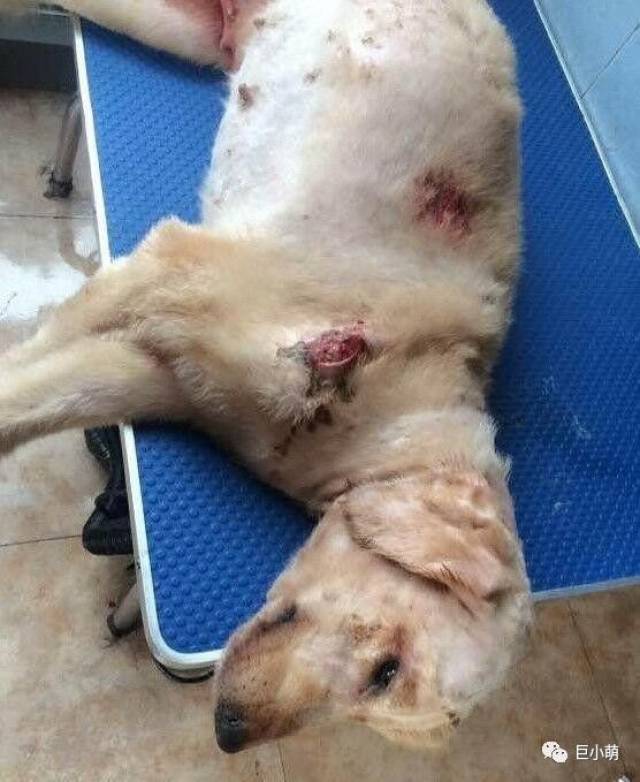 土狗太低贱?金毛因与土狗交配被主人毒打 腹内小狗全死亡