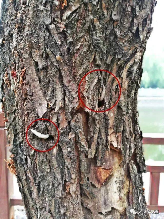 镇江新区体育公园垂杨柳爬满了虫子.