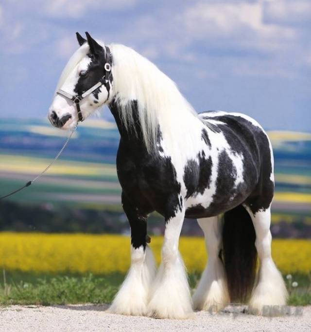 今天要说的马,是这样的 这种马名叫 gypsy vanner horse(吉普赛马)