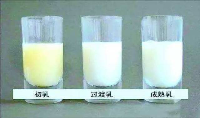初乳量较少,质稠色微黄.